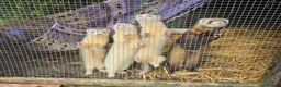 Ferret rodents for sale: Young Ferrets 14+ weeks  in Yelverton - Advert 7