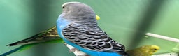 Budgerigars birds for sale: Budgies for sale, cages available, in good health - Advert 6