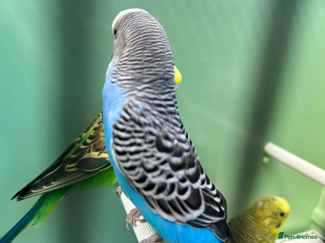 Budgerigars birds for sale: Budgies for sale, cages available, in good health - Advert 6