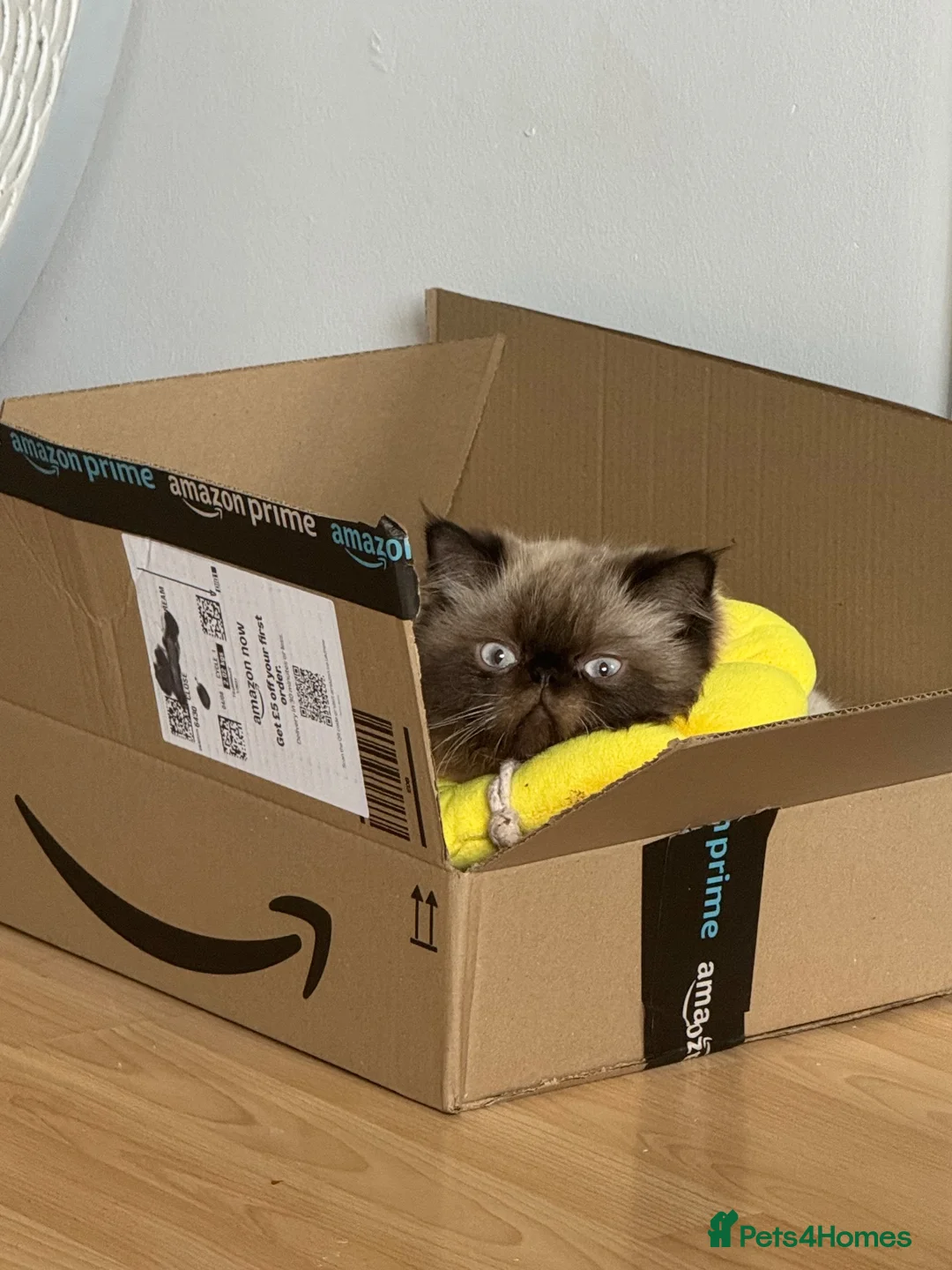 Persian cats for sale: Persian boy for adoption - Advert 2