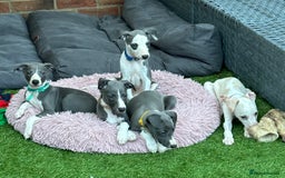 Whippet dogs for sale: Kc reg whippets Hear and eye tested parents  - Image 31