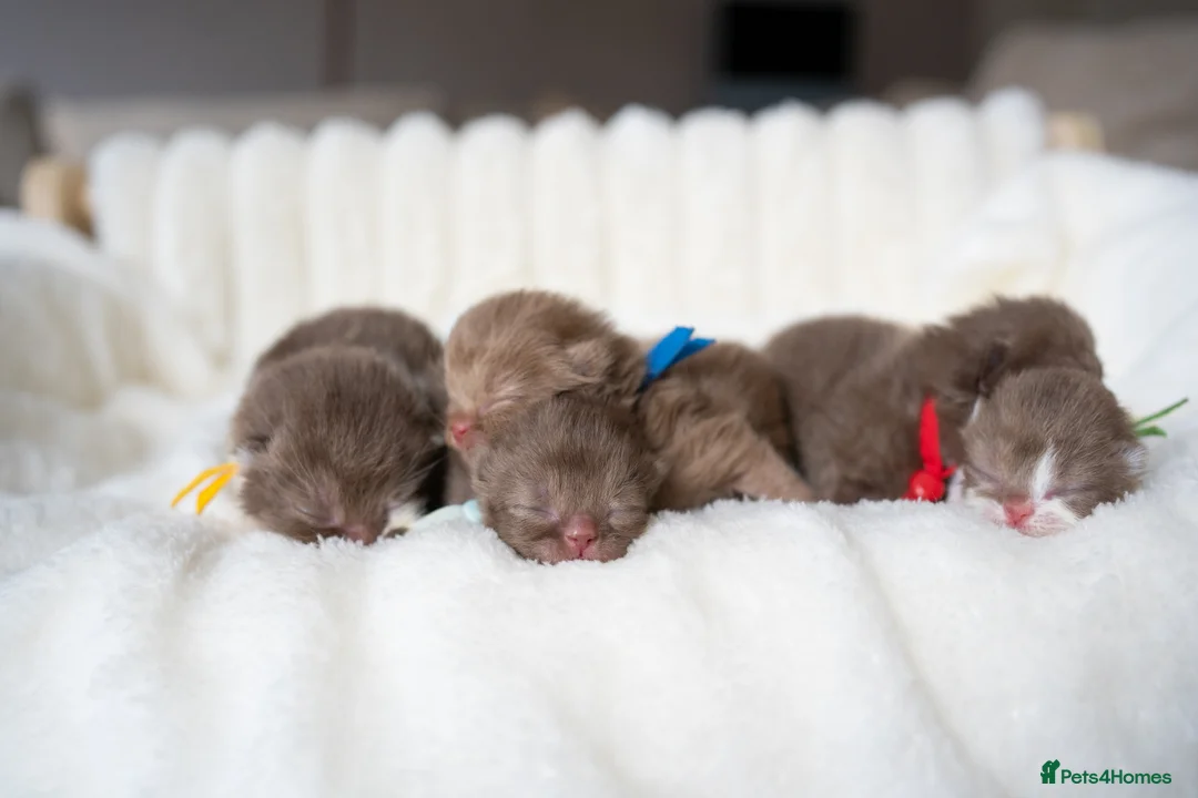 British Shorthair cats for sale: ✨Chocolate Delights ✨ - Advert 1