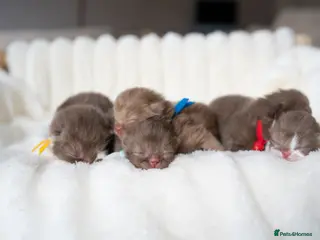 British Shorthair cats ✨Chocolate Delights ✨ - Advert 1