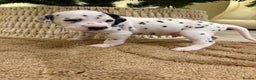 Dalmatian dogs for sale: 5 Generation KC Registered Dalmatians Boys - Advert 23