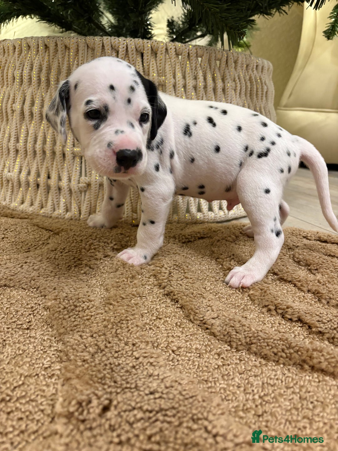 Dalmatian dogs for sale: 5 Generation KC Registered Dalmatians Boys - Advert 23