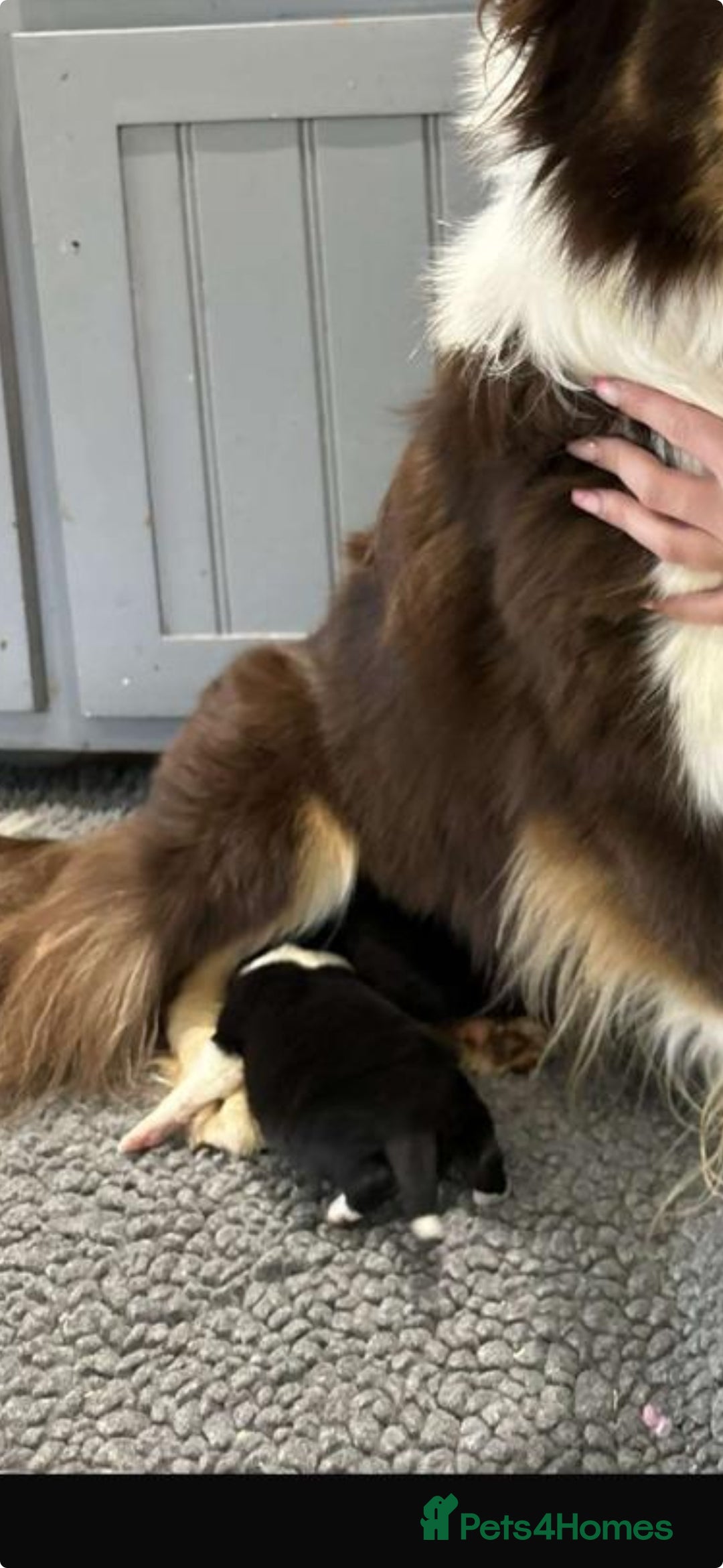 Border Collie dogs for sale: 7 Beautiful Black&White Border Collie Puppies 🐶 - Image 9