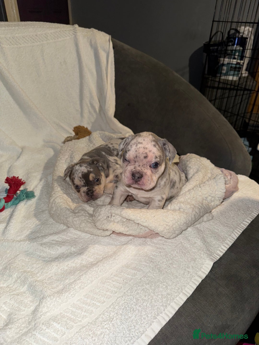 French Bulldog dogs for sale: 🐶 Stunning Merle Lilac Fawn French Bulldogs - Advert 35