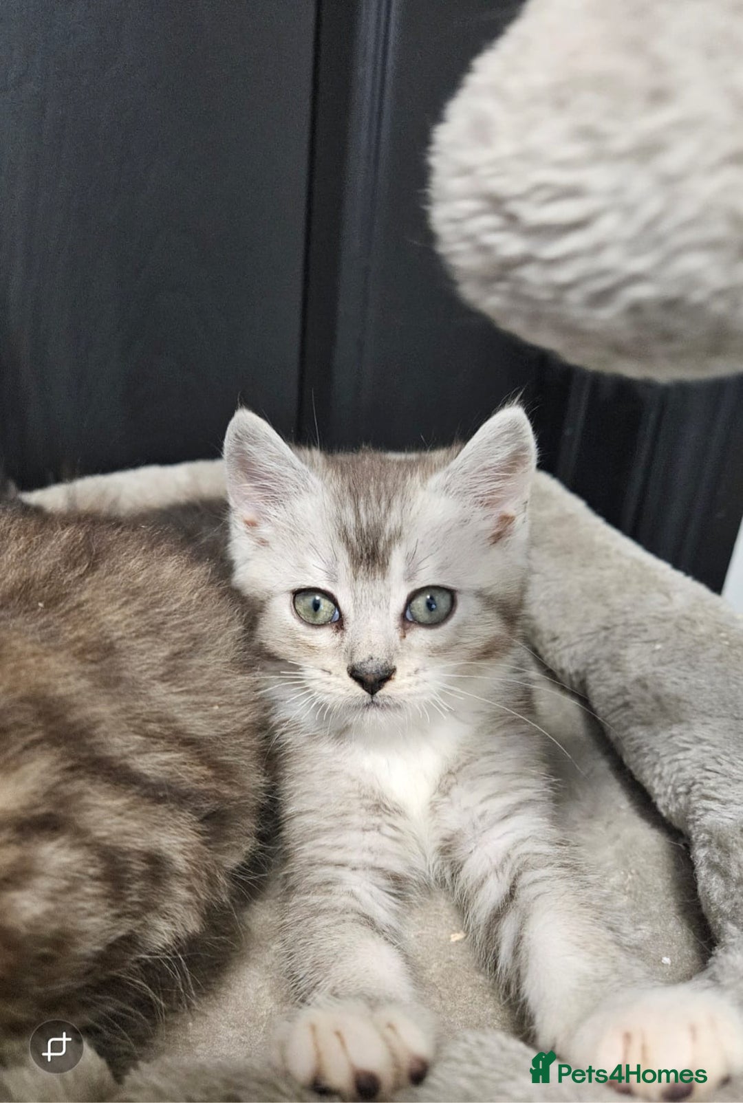 British Shorthair cats for sale: British short hair x Scottish fold - Advert 4