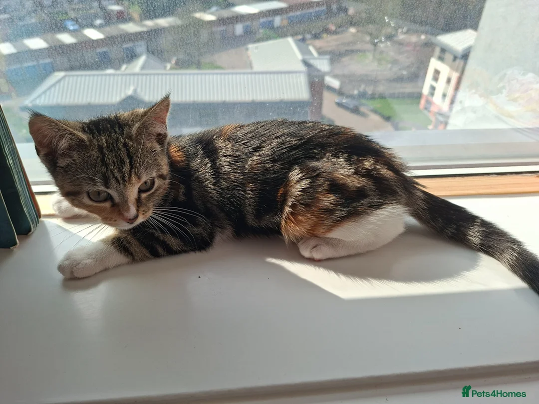 Mixed Breed cats for sale: Kitten  in Oldbury - Advert 1