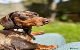 Dachshund dogs for sale: Miniature Chocolate Dapple Dachshund Bitch  - Image 8