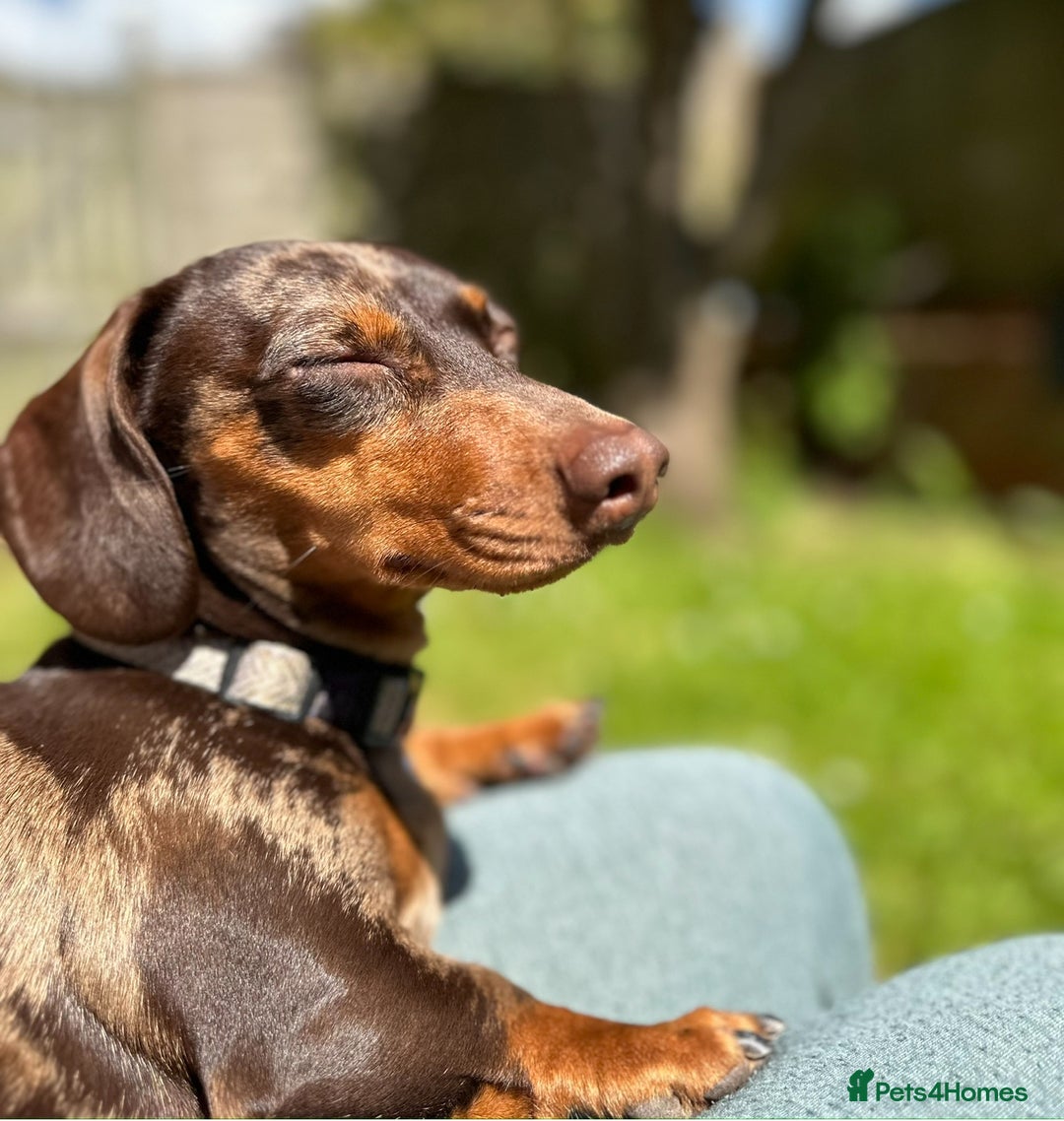 Dachshund dogs for sale: Miniature Chocolate Dapple Dachshund Bitch  - Image 8