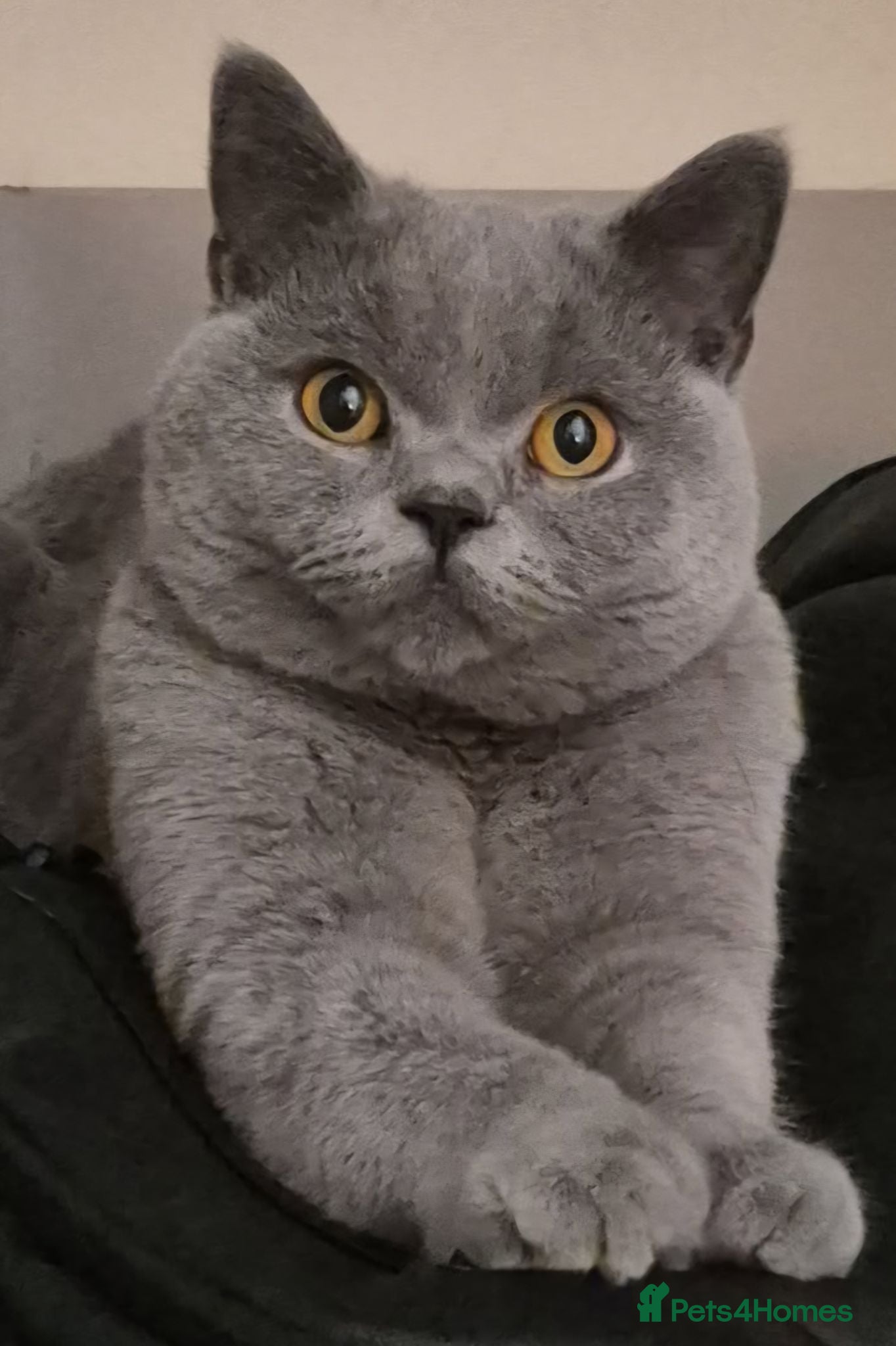 British Shorthair cats 1 year old male british short hair - Advert 5
