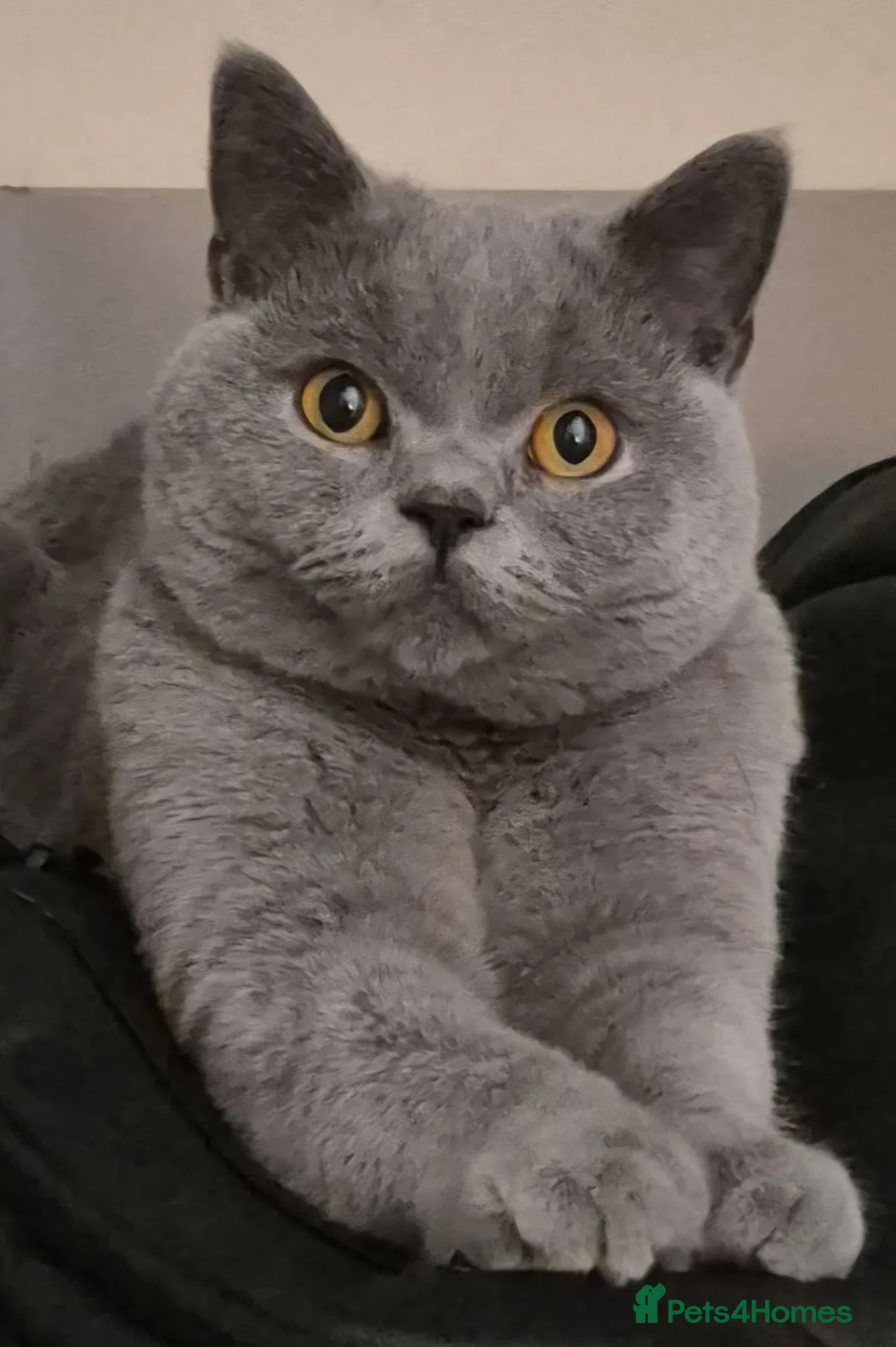 British Shorthair cats for sale: 1 year old male british short hair - Advert 1