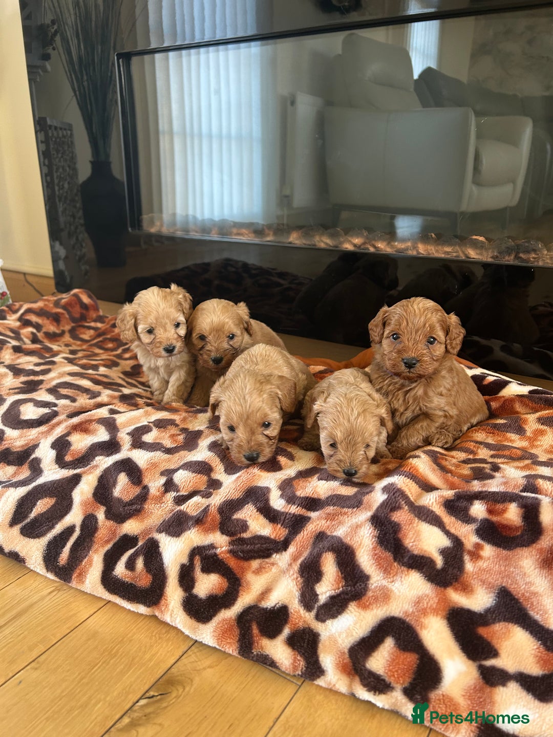 Cavapoo dogs for sale: Fox red cavapoo puppies  - Advert 9