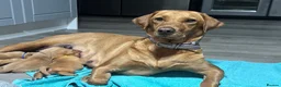 Labrador Retriever dogs for sale: Beautiful KC Red Labrador Puppies - Advert 10