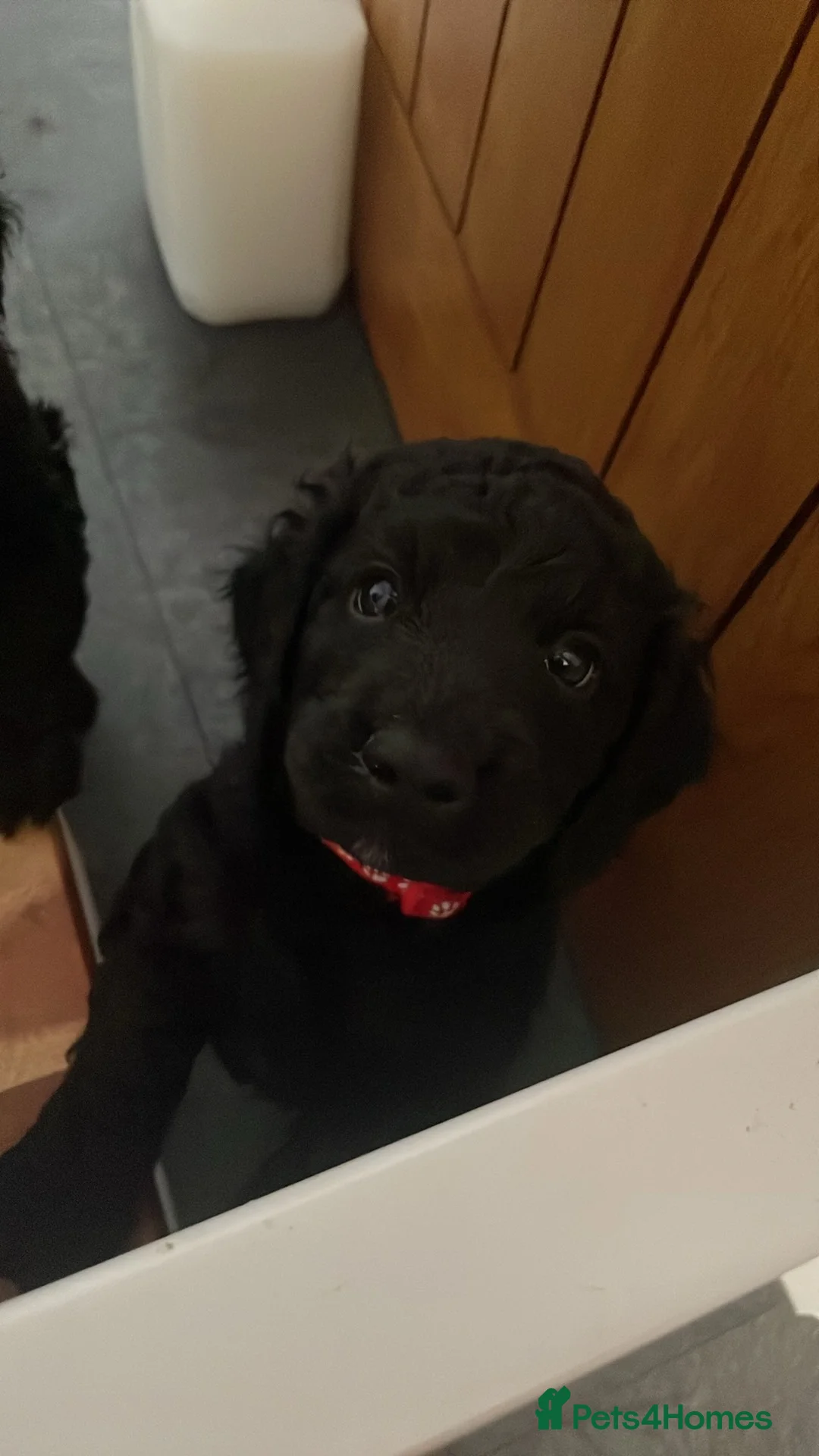 Mixed Breed dogs for sale: Black puppy for sale - Advert 2