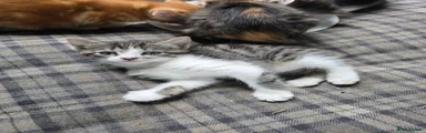 Mixed Breed 2