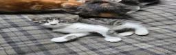 Mixed Breed cats for sale: Beautiful kittens looking for new homes  - Advert 10