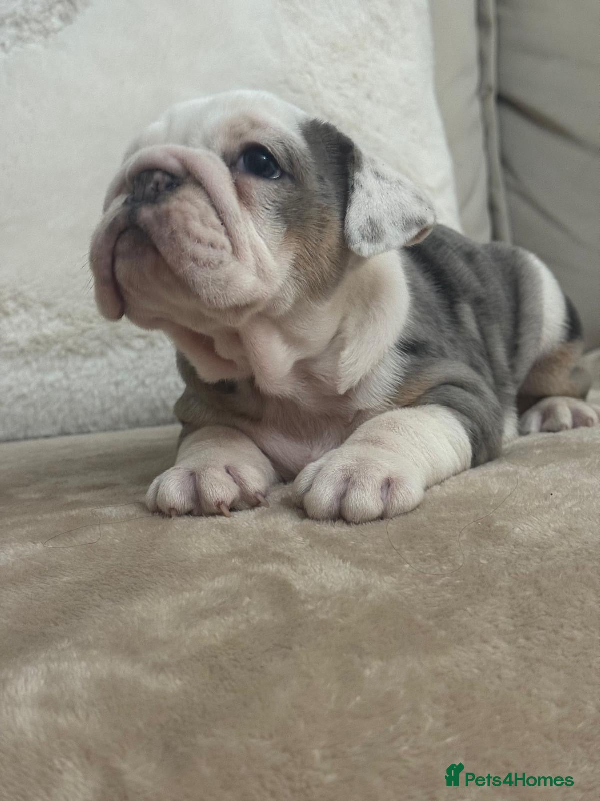 English Bulldog dogs Blue merle English bulldog female❤️ - Advert 1