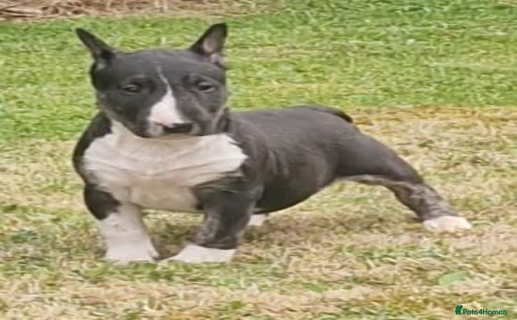 English Bull Terrier dogs - Advert 1