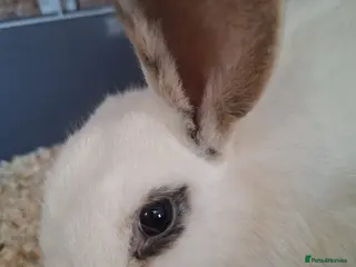 Mixed Breed rabbits Female mixed breed rabbit - Advert 19