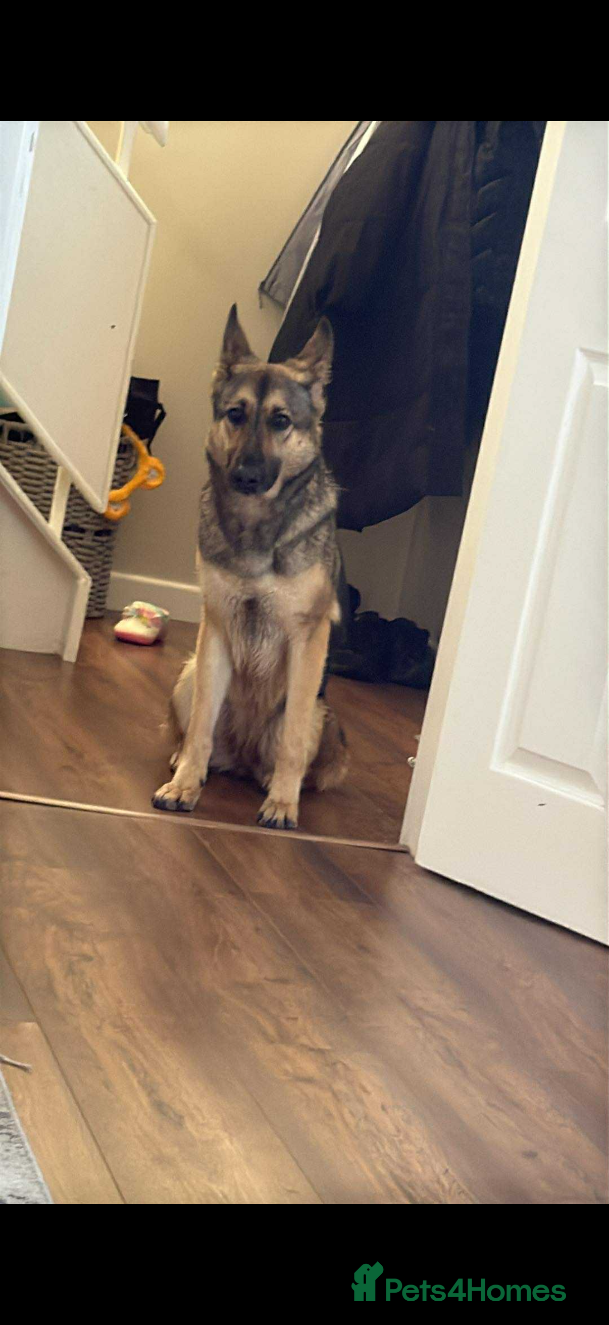 German Shepherd dogs Female German shepherd  - Advert 14