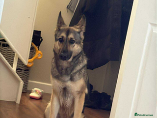 German Shepherd dogs Female German shepherd - Advert 3