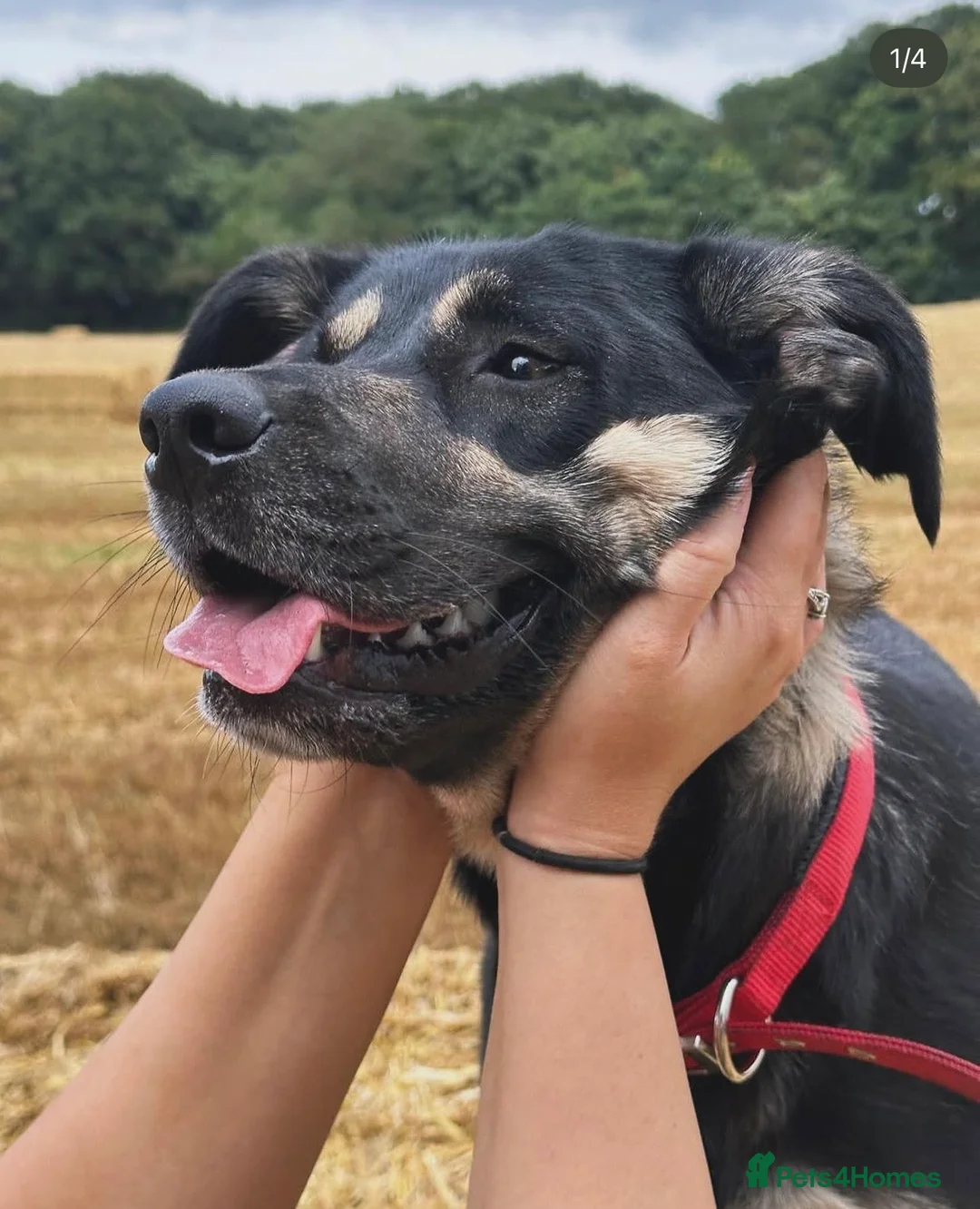 Borador dogs for sale: 3 year old female Borador - needs new home in York - Advert 1