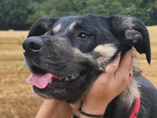 Borador dogs 3 year old female Borador - needs new home - Advert 9