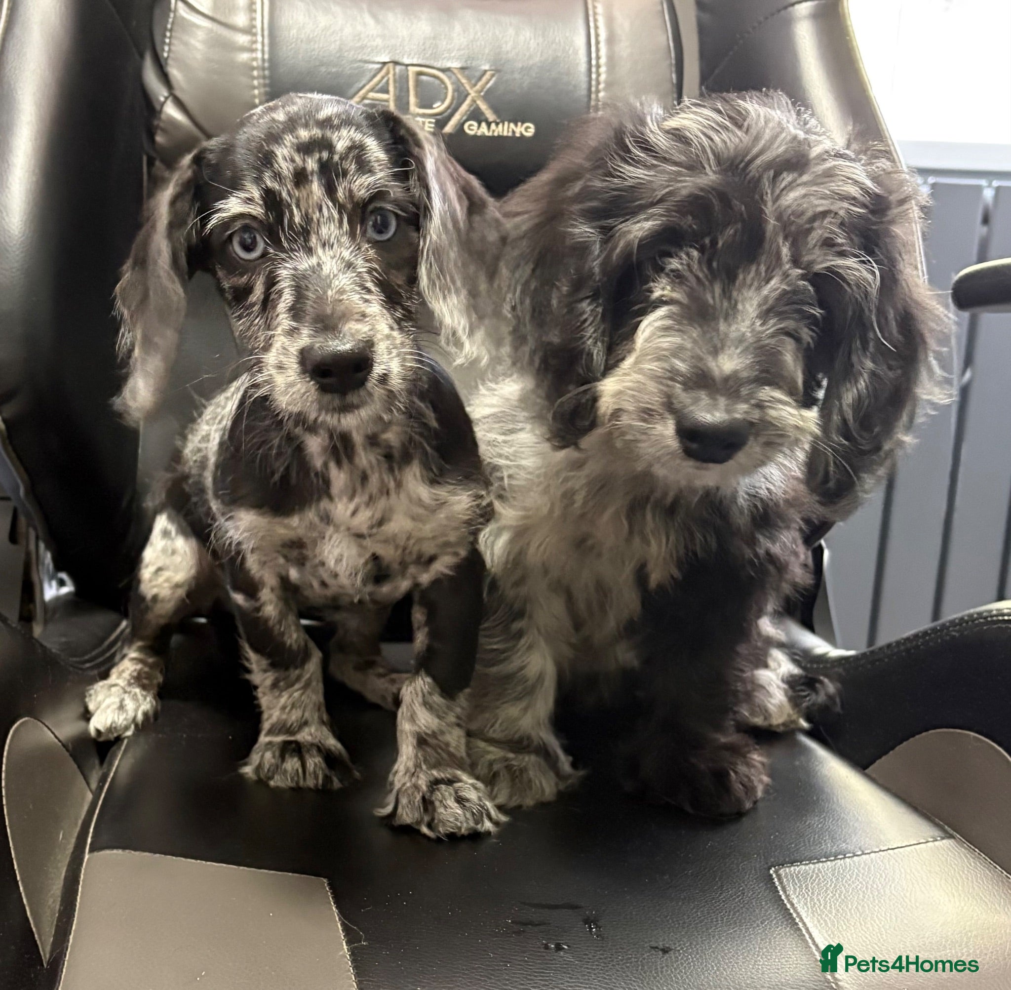Mixed Breed dogs Fully vax READY NOW DOXIEPOO HEALTH TESTED PARENTS - Advert 1