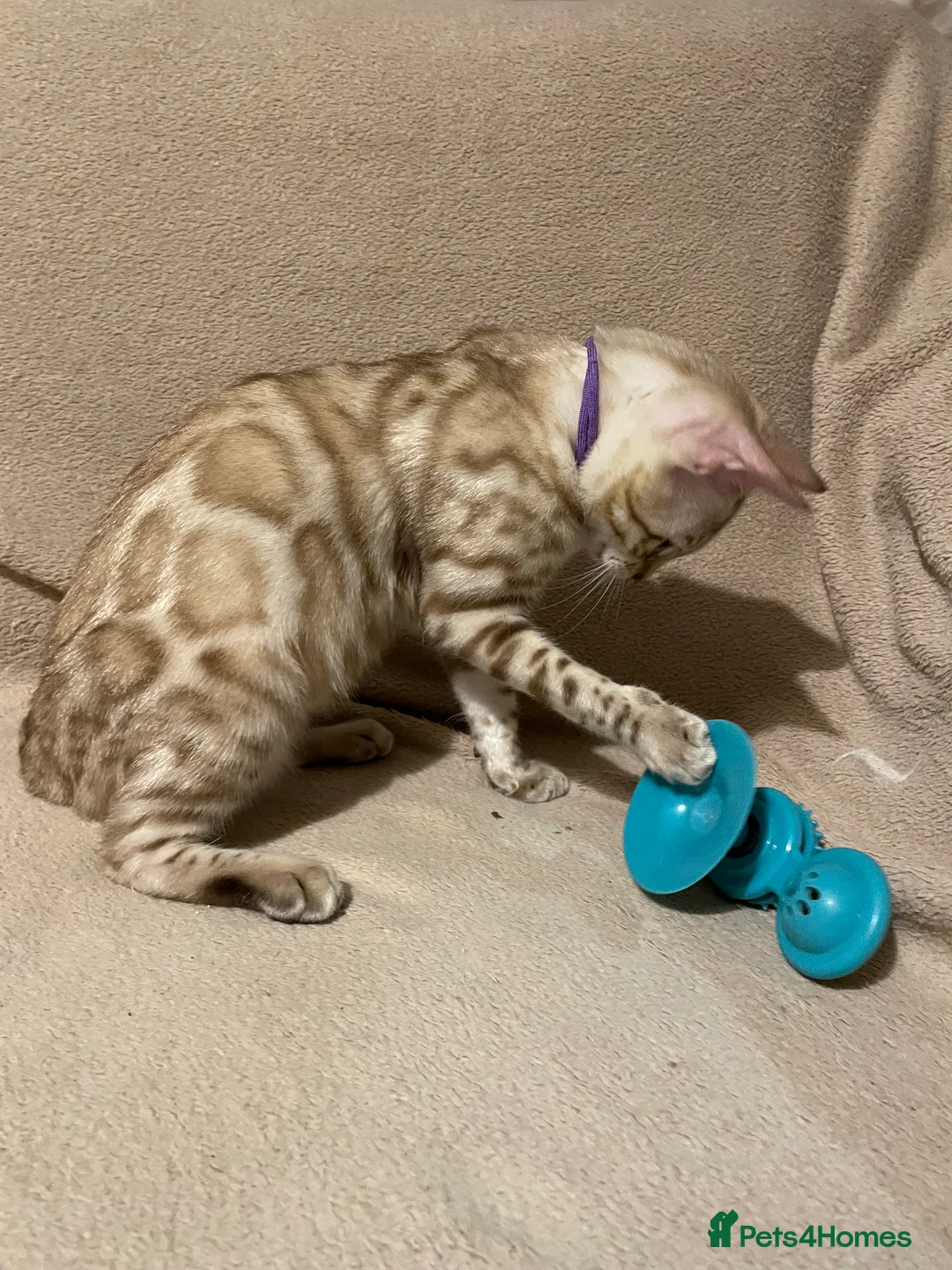 Bengal cats for sale:  Beautiful Bengals able to leave. - Advert 34