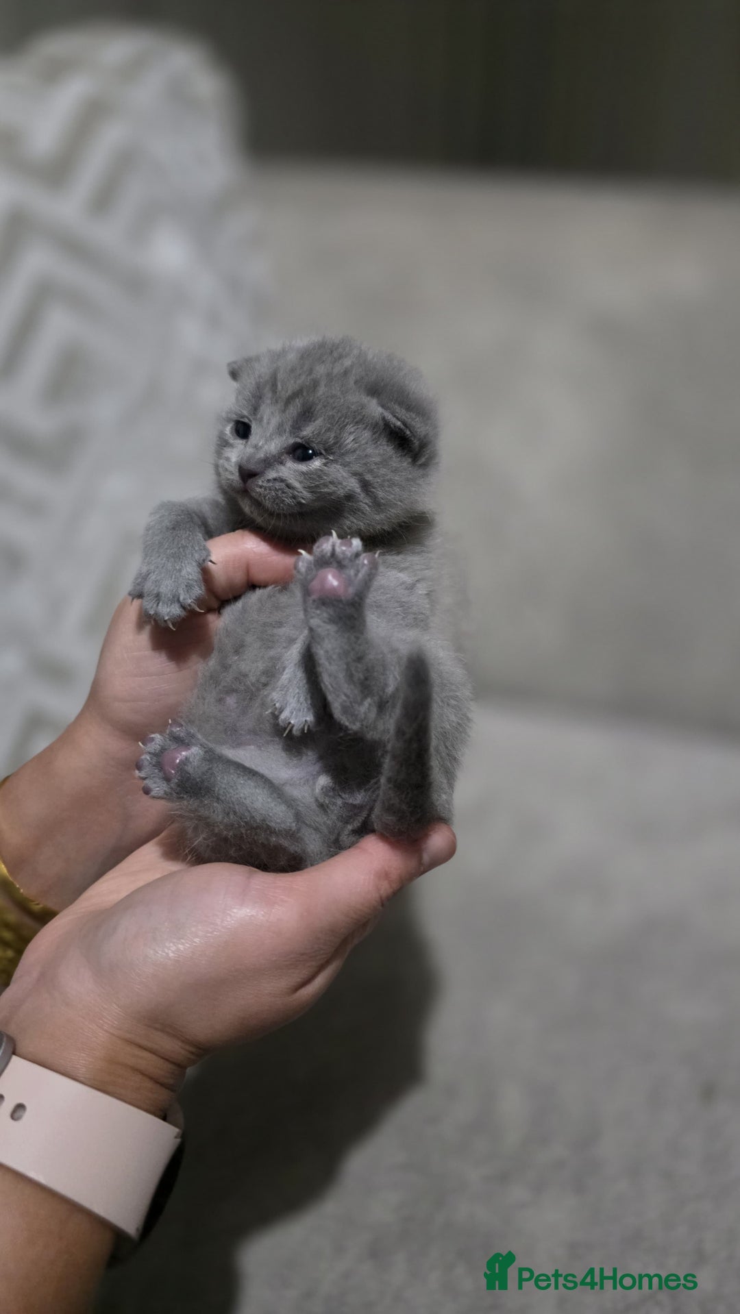 British Shorthair cats for sale: ** LAST ONE LEFT BLUE MALE British Shorthair ** - Advert 26