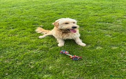 Mini Goldendoodle dogs for sale: “Bailey” - Golden Goldendoodle Boy  - Image 9