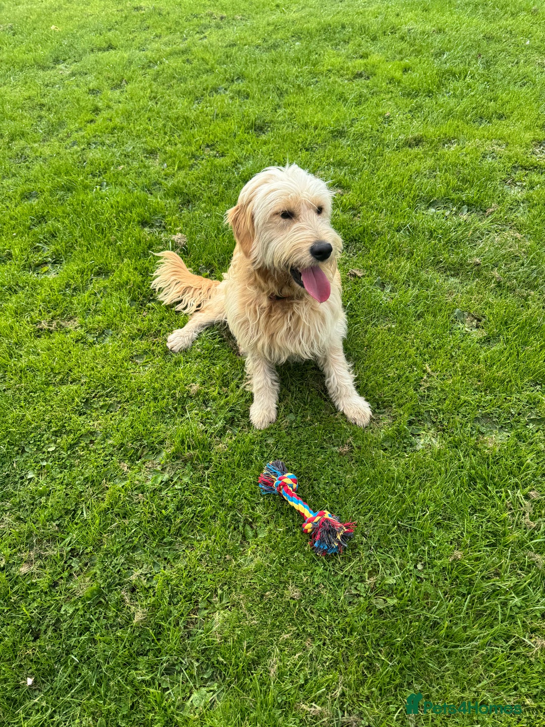 Mini Goldendoodle dogs for sale: “Bailey” - Golden Goldendoodle Boy  - Image 9