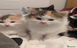 Maine Coon cats for sale: Maine Coon x Ragdoll kittens - Advert 10