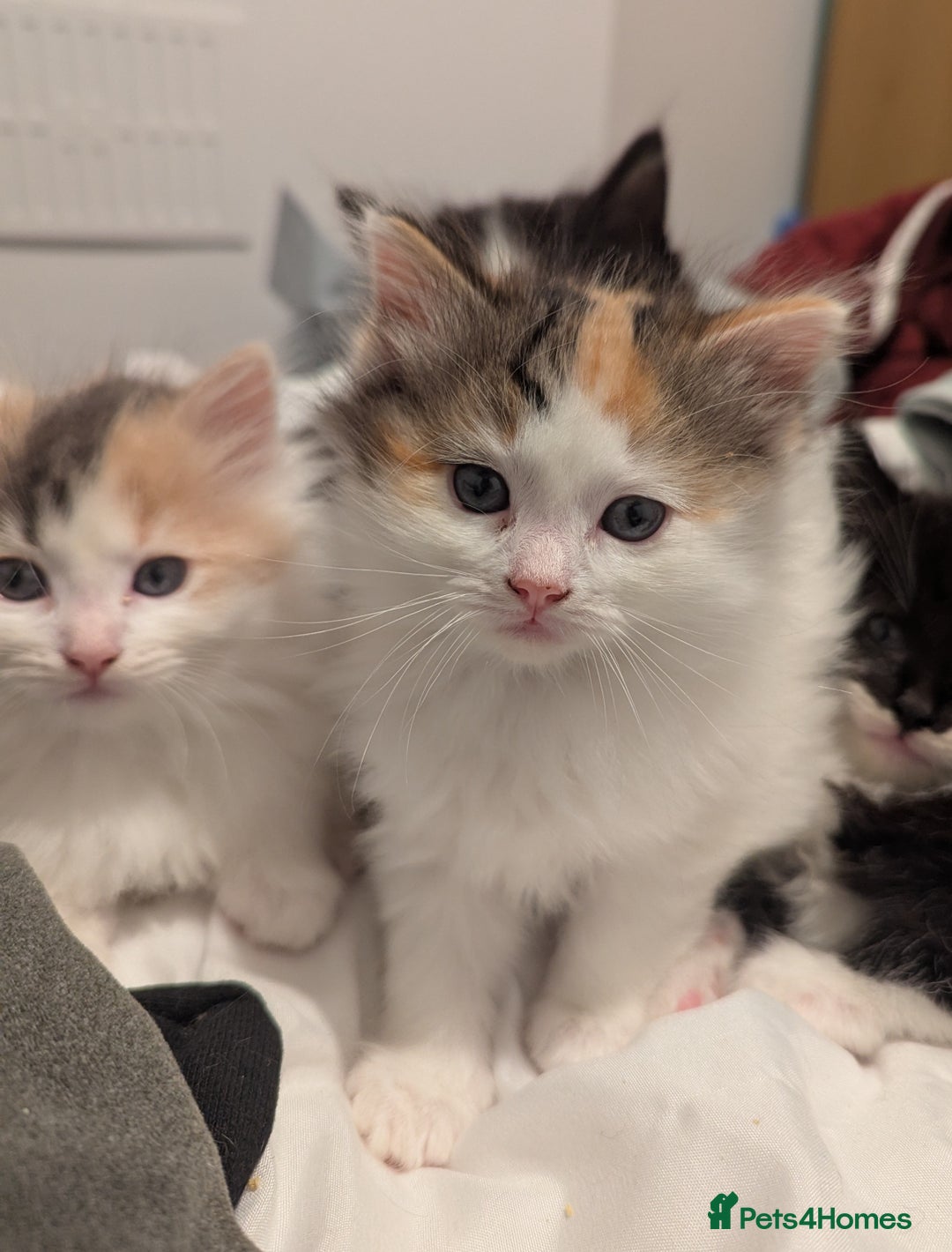 Maine Coon cats for sale: Maine Coon x Ragdoll kittens - Advert 10