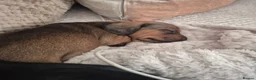 Dachshund dogs for sale: 2 Adorable Clever Little Boys. in Edinburgh - Advert 10