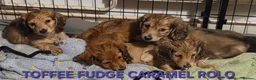 Dachshund dogs for sale: 4 Long Haired Mini Dachshunds beautifully stunning - Advert 4