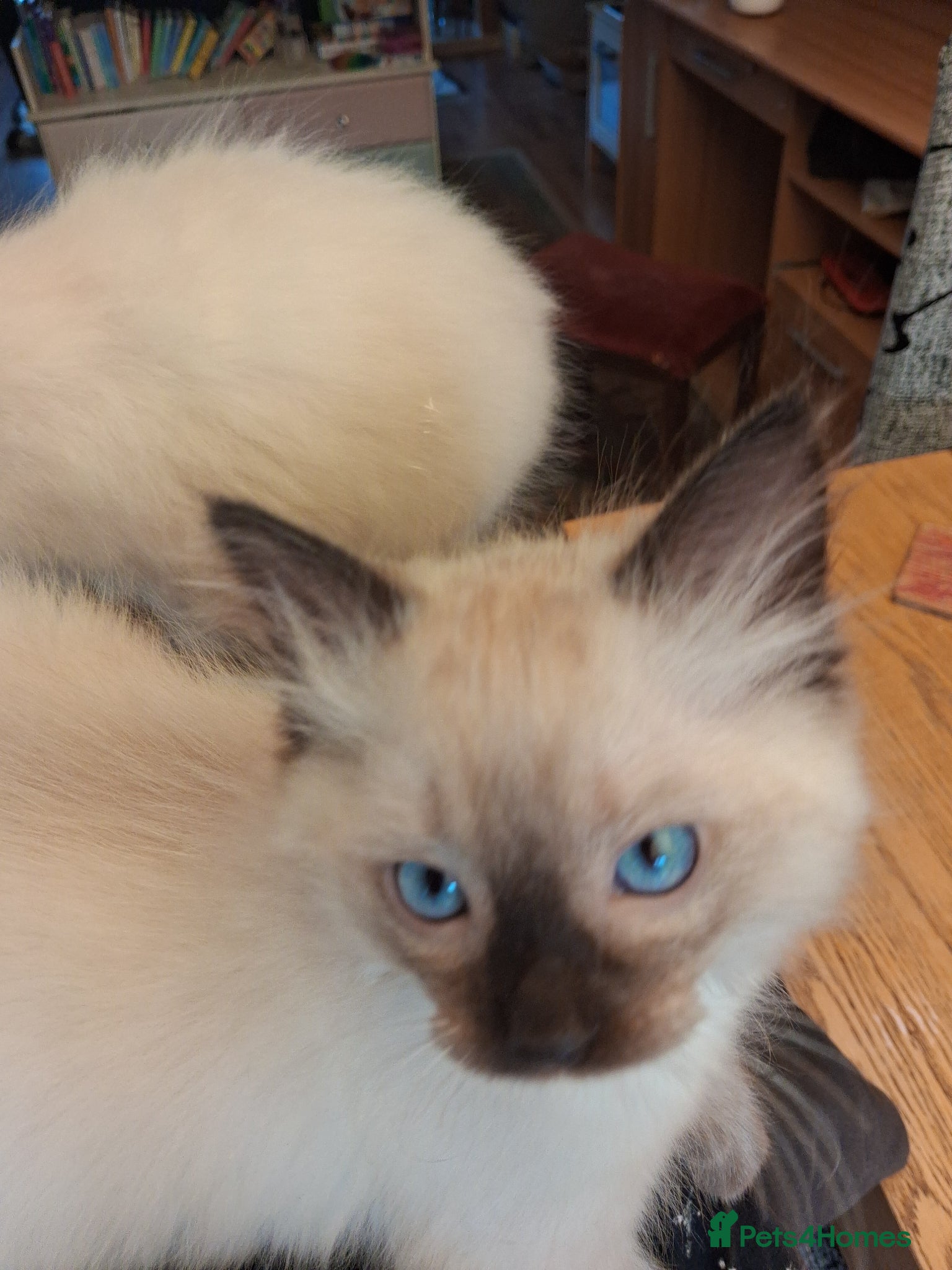 Ragdoll cats Ragdoll kittens ready 11th June after vet check - Advert 1