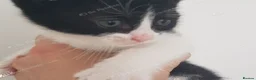 Mixed Breed cats for sale: Sweet male kitten looking for a loving home. - Advert 9