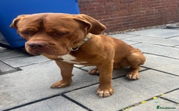 Dogue De Bordeaux dogs for sale: Dogue de Bordeaux - Image 3