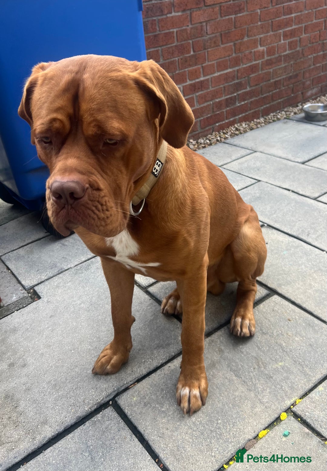 Dogue De Bordeaux dogs for sale: Dogue de Bordeaux - Image 3