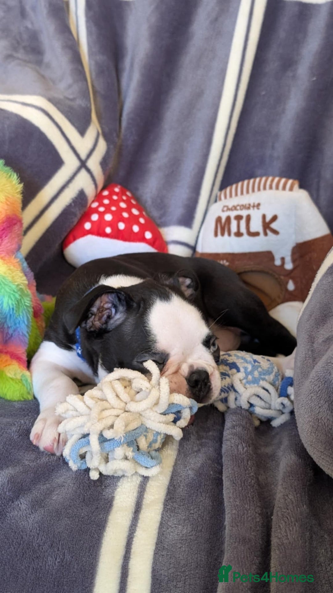 Boston Terrier dogs for sale: Last Boston Terrier puppy available. - Advert 2