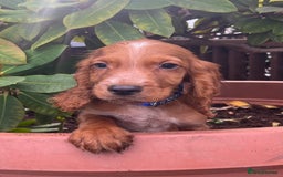 Cocker Spaniel dogs for sale: Working cocker spaniels  - Image 24