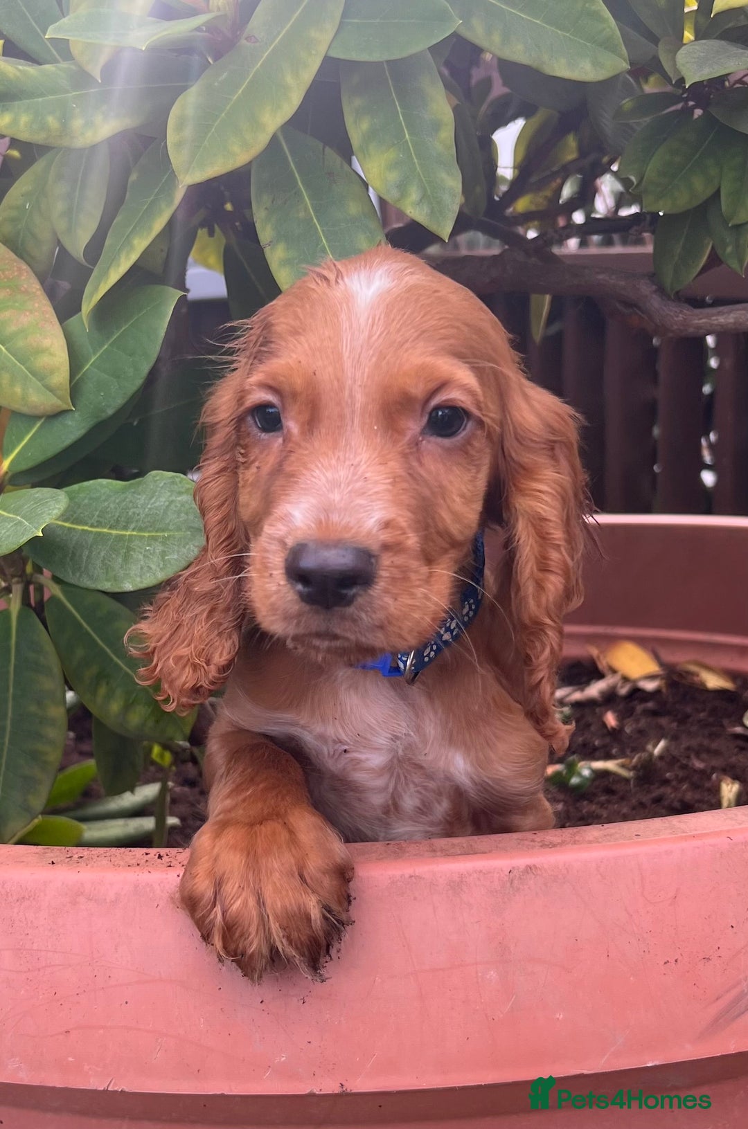 Cocker Spaniel dogs for sale: Working cocker spaniels  - Image 24