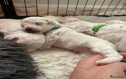 Bichon Frise dogs for sale: Bichon Frise puppies   - Image 5