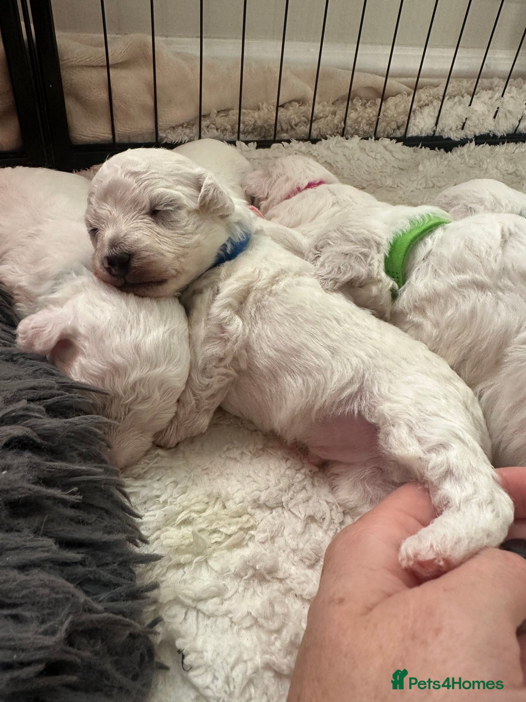 Bichon Frise dogs for sale: Bichon Frise puppies   - Image 5