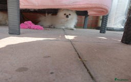 Pomeranian dogs for stud: Ozi Ready to meet - Image 6