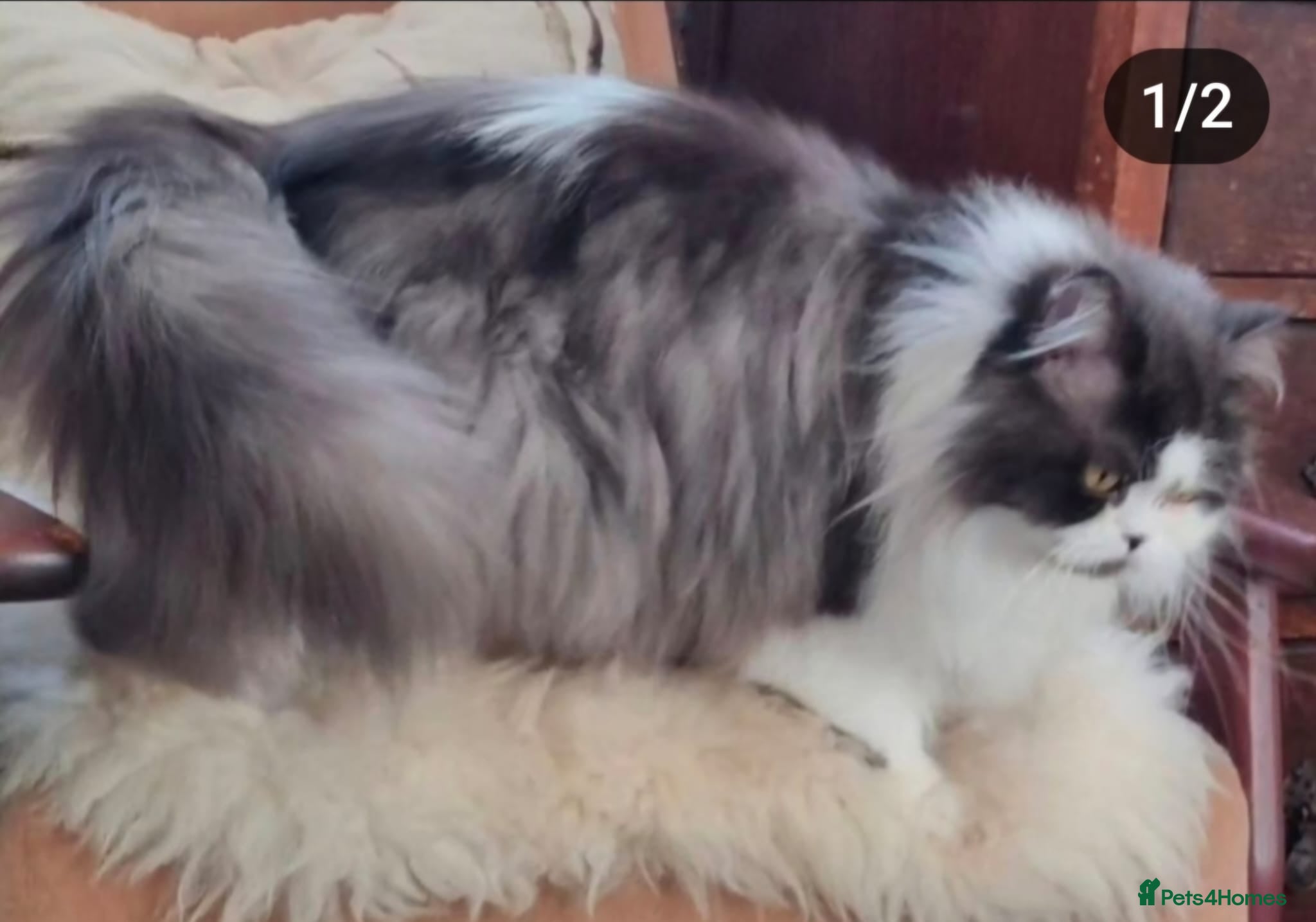 British Longhair cats Retired Champion Girl - Advert 1