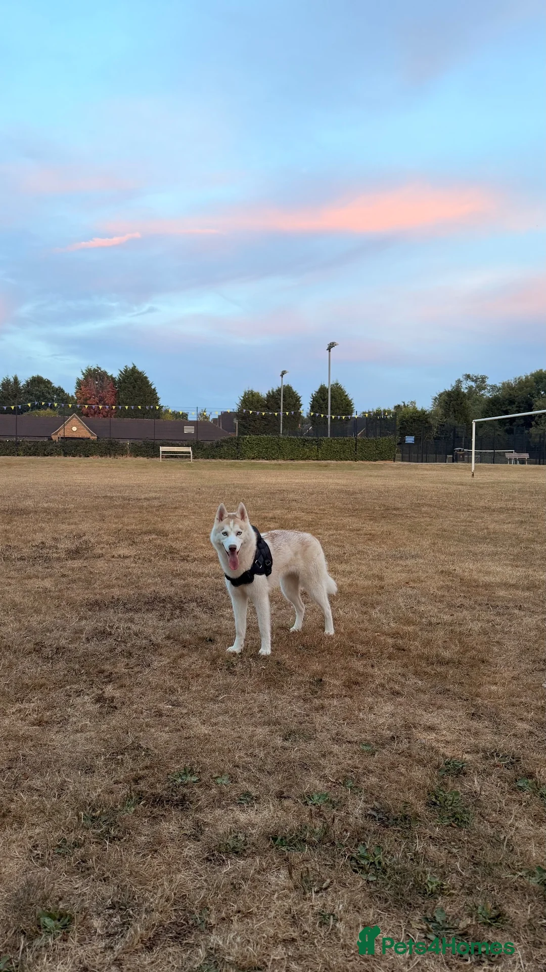 Siberian Husky dogs for sale: Rehoming Siberian Husky - Advert 2